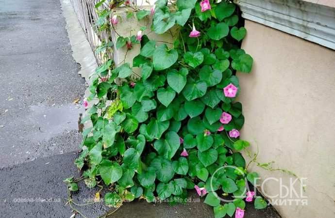 Одесса после осеннего ливня, плющ