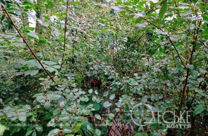 Одесса после осеннего ливня, зелень