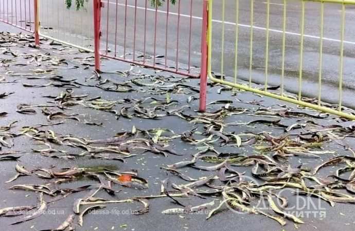 Одесса после осеннего ливня, на асфальте