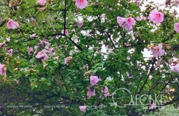 Одесса после осеннего ливня, цветы