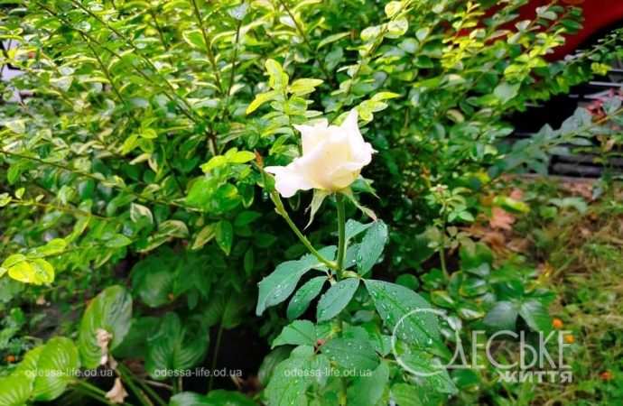 Одесса после осеннего ливня, роза