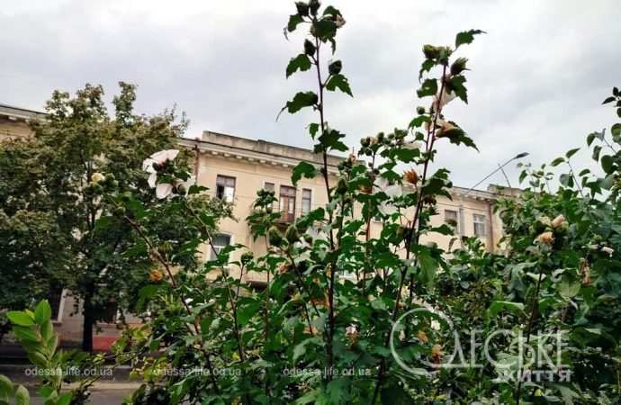 Одесса после осеннего ливня, в центре города