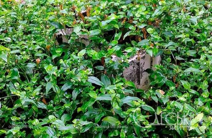 Одесса после осеннего ливня, заросли