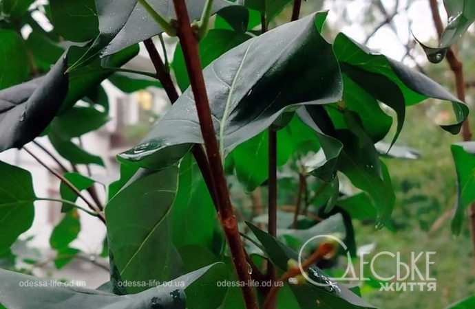 Одесса после осеннего ливня, капли дожля