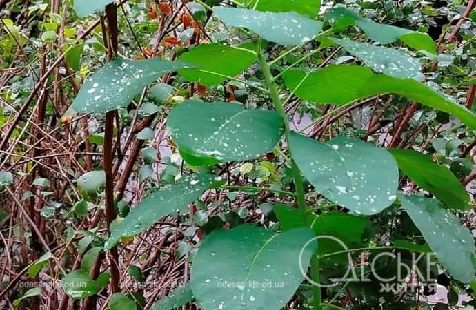 Одесса после осеннего ливня, листики