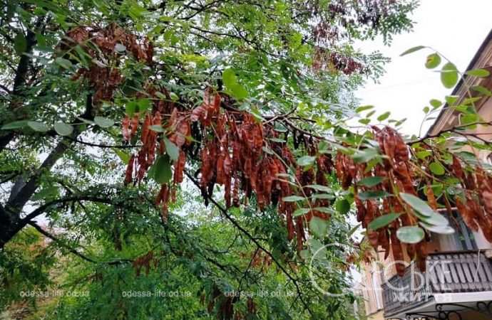 Одесса после осеннего ливня, листья