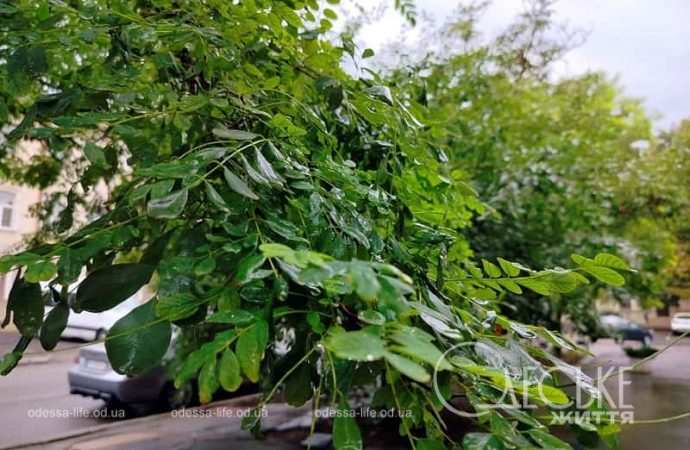 Одесса после осеннего ливня, дерево