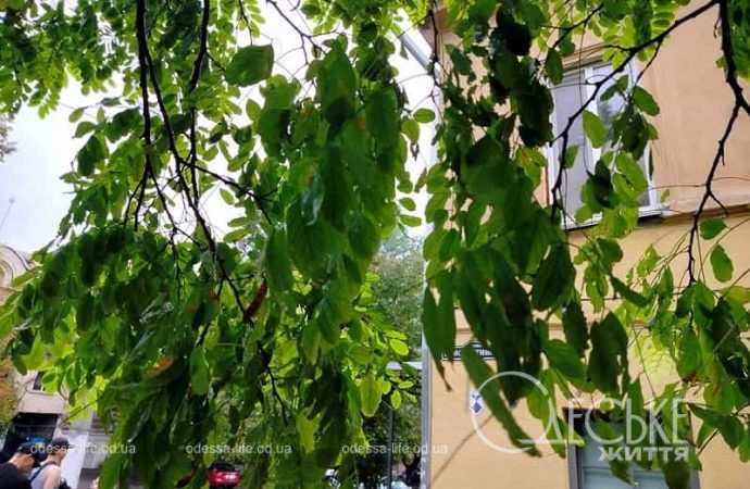 Одесса после осеннего ливня, ветви