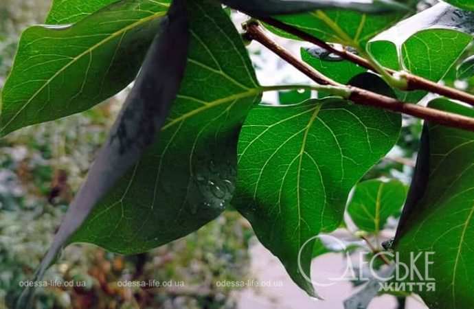 Одесса после осеннего ливня, зеленые листья