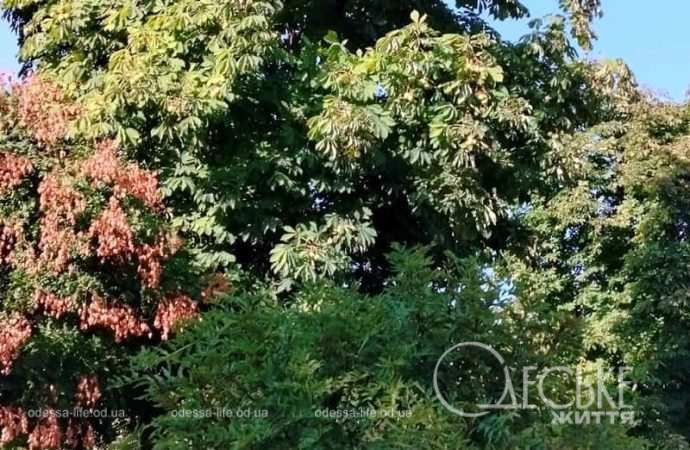 Осень в одесском Преображенском парке-2