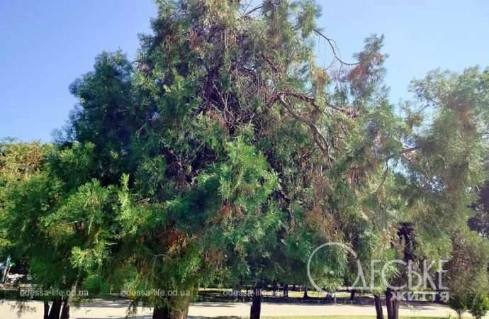 Осень в одесском Преображенском парке-5