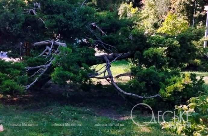 Осень в одесском Преображенском парке, зелень