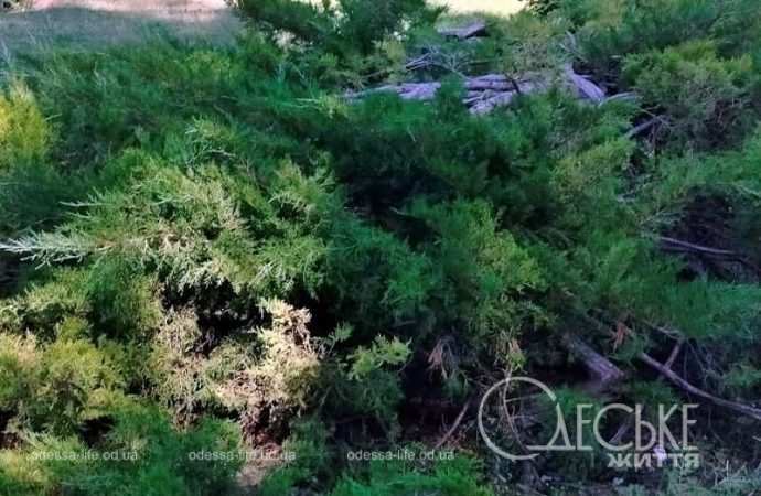 Осень в одесском Преображенском парке, хвойные