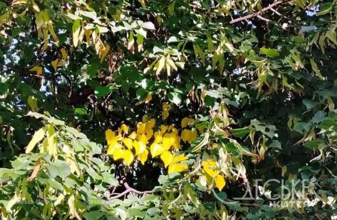 Осень в одесском Преображенском парке, деревья