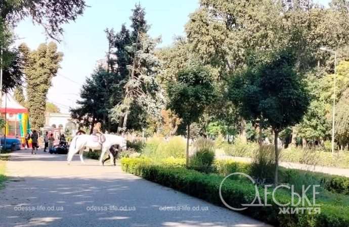 Осень в одесском Преображенском парке, на аллее