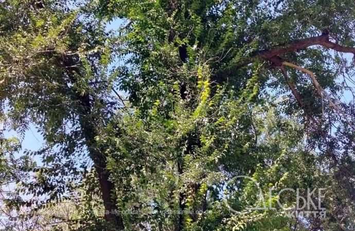 Осень в одесском Преображенском парке-7