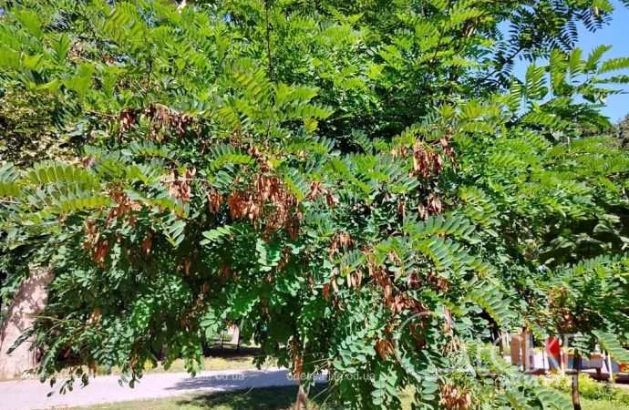 Осень в одесском Преображенском парке-9