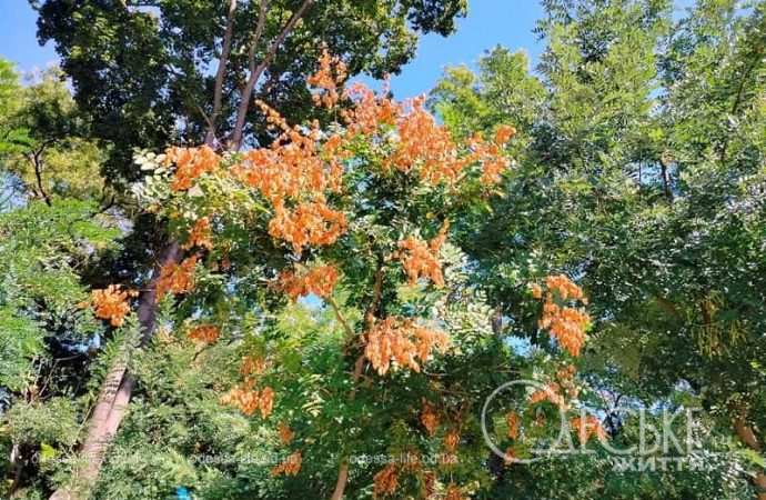 Осень в одесском Преображенском парке-10