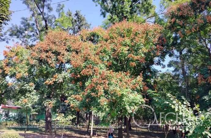 Осень в одесском Преображенском парке-14