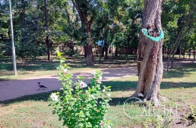 Осень в одесском Преображенском парке, дерево