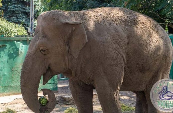 Найбільша одеситка відзначила ювілей (фото)