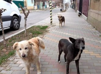 Страшнее, чем в джунглях: стаи агрессивных собак заполонили Рени и нападают на людей