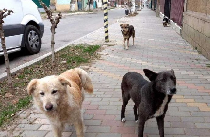 Страшнее, чем в джунглях: стаи агрессивных собак заполонили Рени и нападают на людей