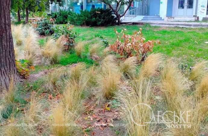 Октябрь в Одессе, трава