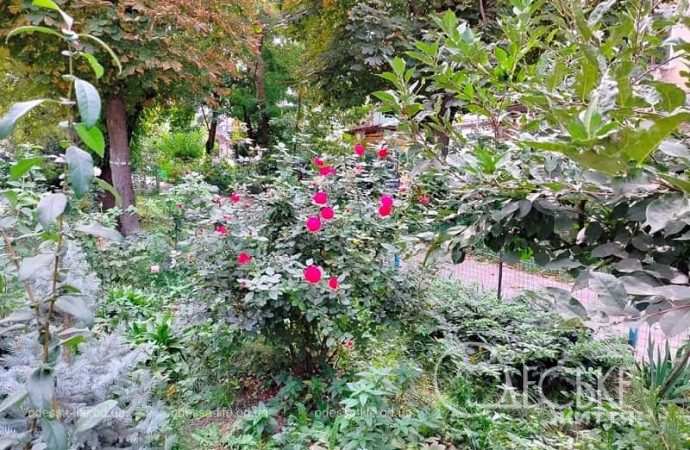 Октябрь в Одессе, цветы