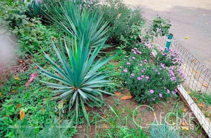 Октябрь в Одессе, экзотическая зелень