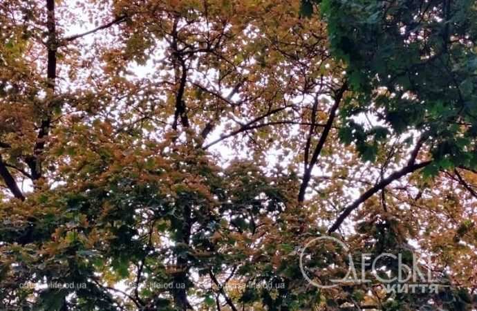 Октябрь в Одессе, осенние деревья