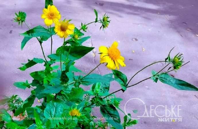 Октябрь в Одессе, желтые цветы