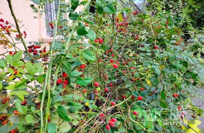 Октябрь в Одессе, шиповник