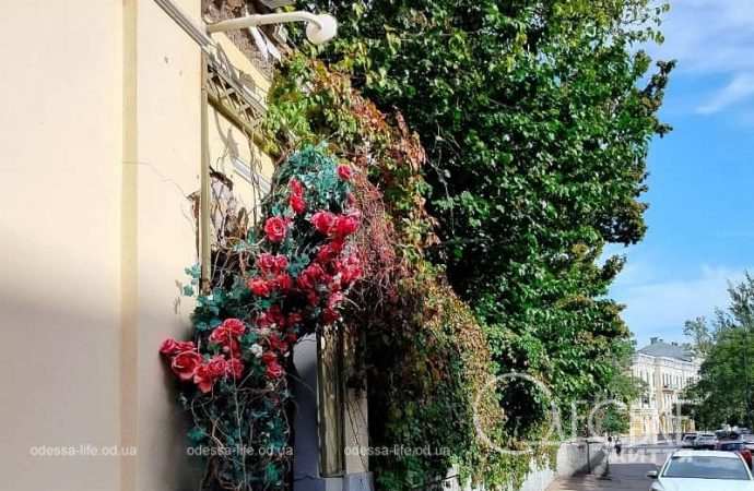 Октябрь в Одессе, дикий виноград