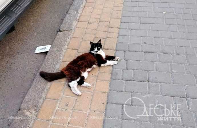 Октябрь в Одессе, кошка