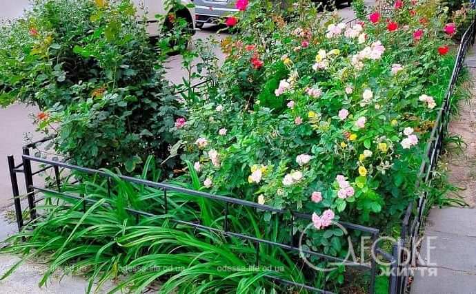 Октябрь в Одессе, палисадник