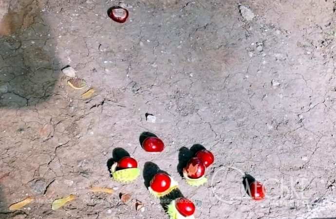 Октябрь в Одессе, каштаны