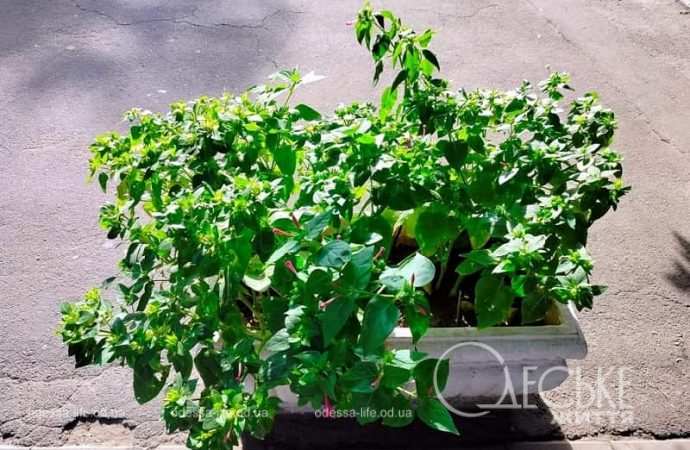 Октябрь в Одессе, клумба