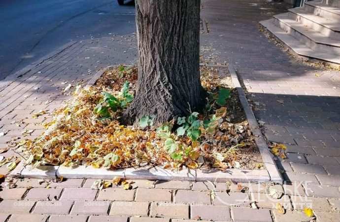 Октябрь в Одессе, под деревом