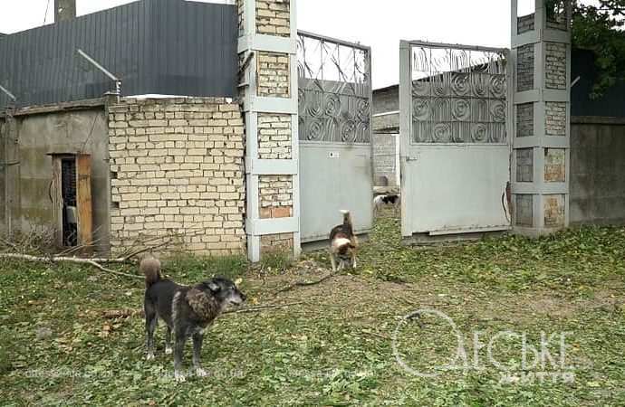 Последствия ночной атаки в Одессе, собаки