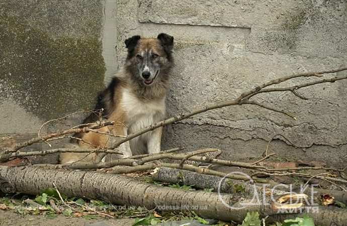 Последствия ночной атаки в Одессе, собака