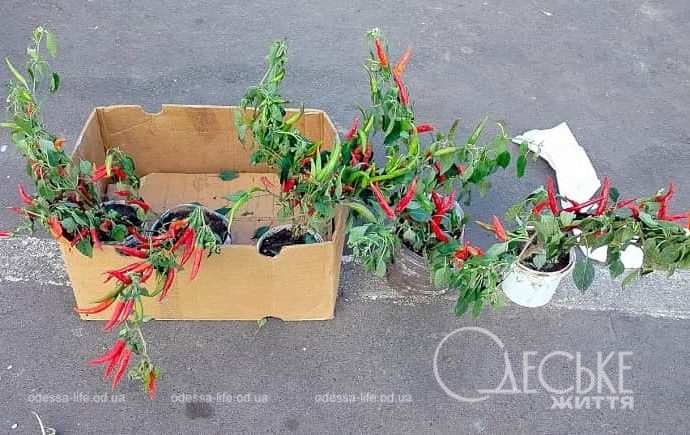 Перец на Привозе