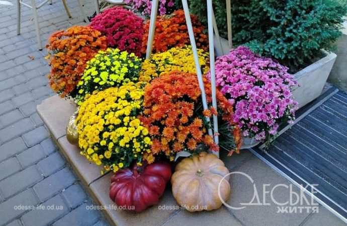 Тыквы на одесских улицах