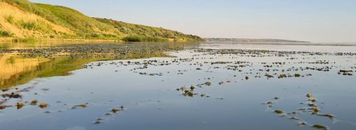 Дністровський лиман зариблять цінними породами