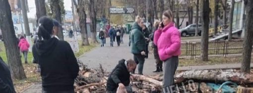 В Одессе упавшее дерево травмировало женщину – что с пострадавшей