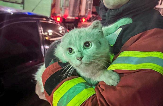 Одесские спасатели достали из автоловушки усатого искателя приключений