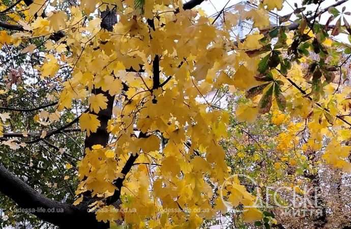 Ноябрь в Одессе, желтая листва