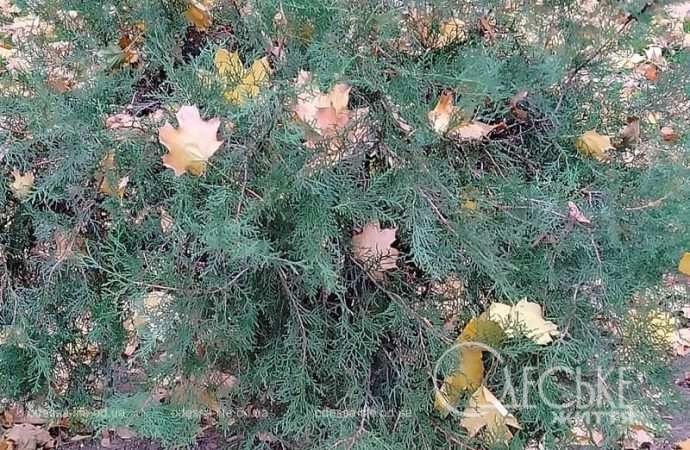 Ноябрь в Одессе, ковер из листьев