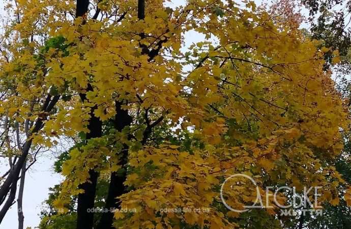 Ноябрь в Одессе, яркое дерево