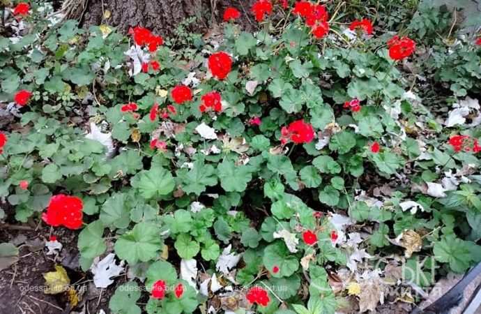 Ноябрь в Одессе, цветы